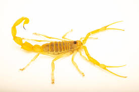 Attēlu rezultāti vaicājumam “Aphodius subterraneus imago”