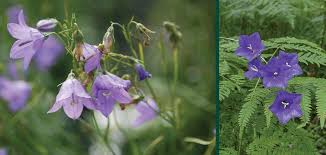 Attēlu rezultāti vaicājumam “Campanula rotundifolia”