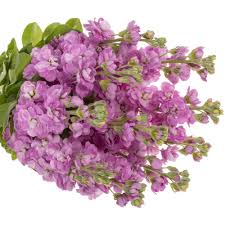 Image result for Levkoje