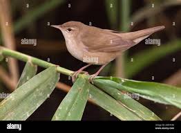 Image result for Locustella luscinioides