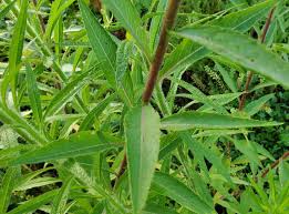 Image result for Oenothera biennis