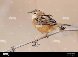 Image result for Cisticola juncidis