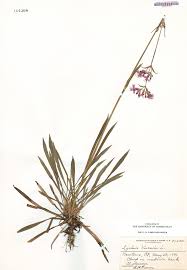 Attēlu rezultāti vaicājumam “Silene viscaria fruit”