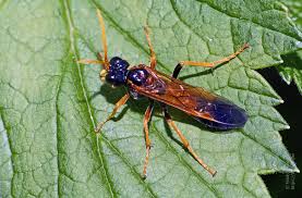 Attēlu rezultāti vaicājumam “Tenthredo campestris”