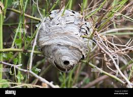 Attēlu rezultāti vaicājumam “Dolichovespula media”