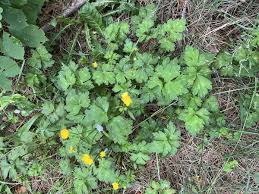 Attēlu rezultāti vaicājumam “Ranunculus repens flower”