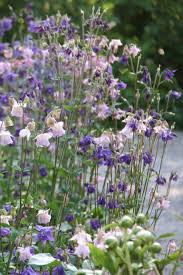 Image result for Akelei