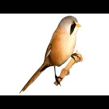 Attēlu rezultāti vaicājumam “Panurus biarmicus male”