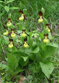 Attēlu rezultāti vaicājumam “Cypripedium calceolus flower”