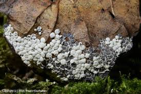 Attēlu rezultāti vaicājumam “Diderma globosum spores”