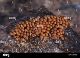 Attēlu rezultāti vaicājumam “Trichia scabra spores”