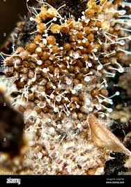 Attēlu rezultāti vaicājumam “Polycephalomyces tomentosus”