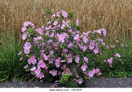 Image result for Malva moschata