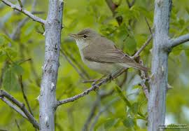 Image result for Hippolais pallida