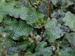 Attēlu rezultāti vaicājumam “Brachythecium salebrosum sporophyte”