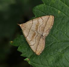 Attēlu rezultāti vaicājumam “Herminia tarsicrinalis”