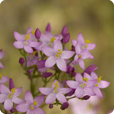 Attēlu rezultāti vaicājumam “Centaurium erythraea flower”