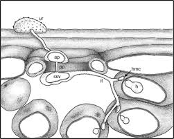 Attēlu rezultāti vaicājumam “Puccinia agrostidis”