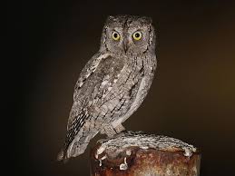 Image result for Otus scops