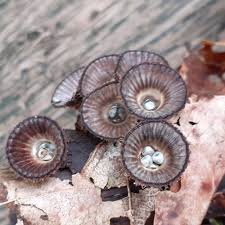 Attēlu rezultāti vaicājumam “Cyathus striatus”