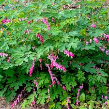 Image result for tränendes Herz