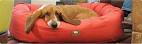 dog_bed_fiona-771x237.jpg