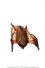Attēlu rezultāti vaicājumam “Vespertilio murinus”
