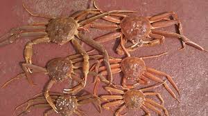 Image result for Chionoecetes opilio