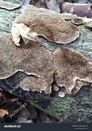 Attēlu rezultāti vaicājumam “Datronia mollis”