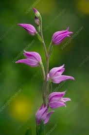 Attēlu rezultāti vaicājumam “Cephalanthera rubra bud”