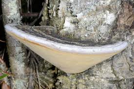 Attēlu rezultāti vaicājumam “Phellinus nigricans”