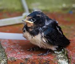 Attēlu rezultāti vaicājumam “Hirundo rustica juvenile”