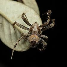 Attēlu rezultāti vaicājumam “Araneus quadratus male”