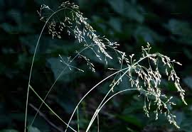 Attēlu rezultāti vaicājumam “Poa nemoralis fruit”