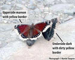 Attēlu rezultāti vaicājumam “Nymphalis antiopa upperside”