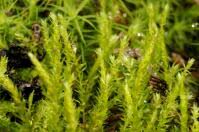 Attēlu rezultāti vaicājumam “Pseudobryum cinclidioides”
