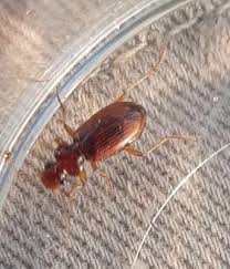 Attēlu rezultāti vaicājumam “Leistus ferrugineus”