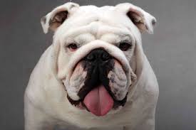 Image result for Banbury Bulldogs