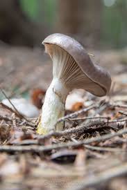 Attēlu rezultāti vaicājumam “Gomphidius glutinosus”