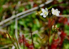 Attēlu rezultāti vaicājumam “Drosera anglica flower”