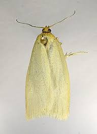 Attēlu rezultāti vaicājumam “Aphelia paleana larva”