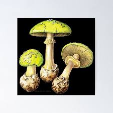 Attēlu rezultāti vaicājumam “Amanita citrina”