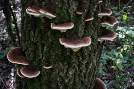 Attēlu rezultāti vaicājumam “Ischnoderma benzoinum”