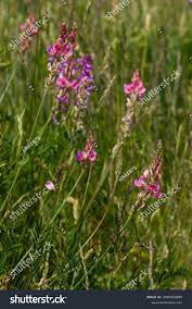 Image result for Onobrychis viciifolia