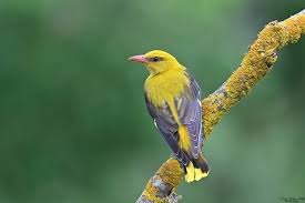 Attēlu rezultāti vaicājumam “Oriolus oriolus female”