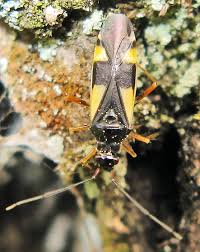 Attēlu rezultāti vaicājumam “Dryophilocoris flavoquadrimaculatus imago”