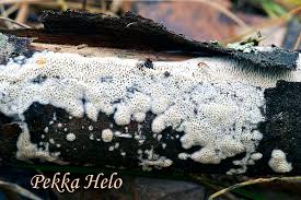 Attēlu rezultāti vaicājumam “Antrodia macra”