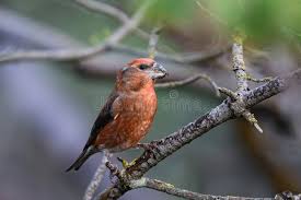 Attēlu rezultāti vaicājumam “Loxia pytyopsittacus”