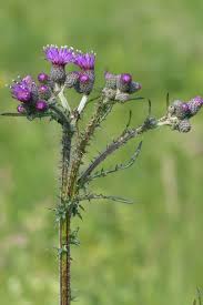 Attēlu rezultāti vaicājumam “Cirsium palustre flower”