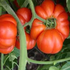 Afbeeldingsresultaat voor mortgage lifter bicolor strain tomato